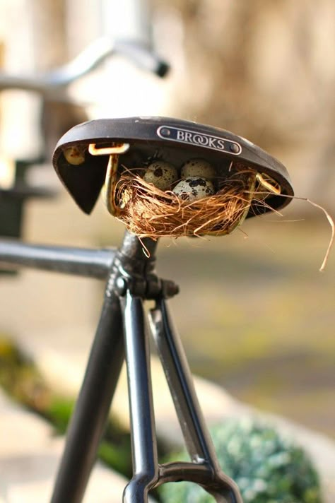 Birds nest in bike saddle Regnul Animal, Velo Vintage, Bike Saddle, Birds Nest, Bicycle Art, Cycling Art, Bike Seat, Vintage Bicycles, Vintage Bikes