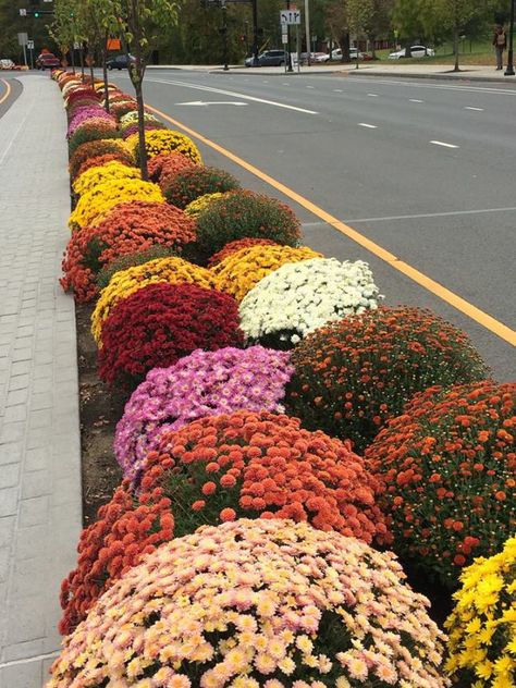 Mums Garden, Chrysanthemum Garden, Chrysanthemum Flower Aesthetic, Chrysanthemum Aesthetic, Chrysanthemum Morifolium, Planting Mums, Azaleas Garden, Front Lawn, Chrysanthemum Flower