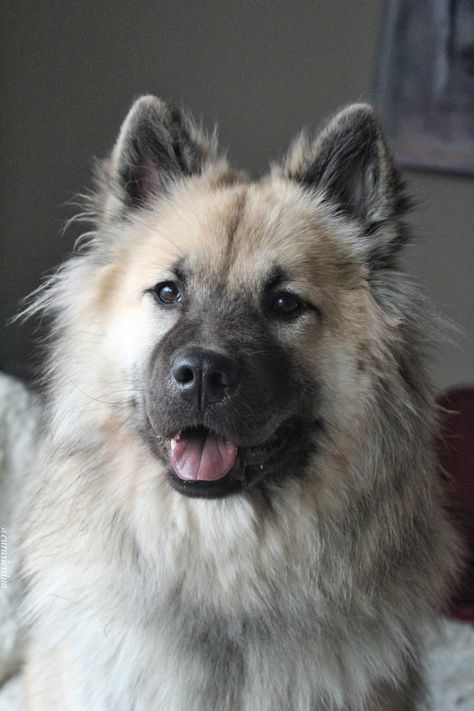 Eurasier Dog, Dog Kawaii, Disabled Dog, American Akita, Fox Dog, Gorgeous Cats, Cute Little Puppies, Pretty Dogs, Cute Dogs And Puppies