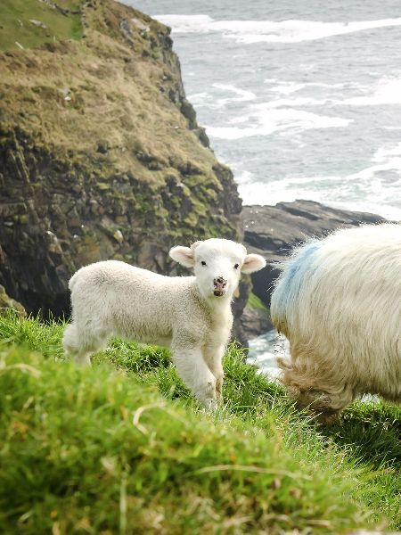 The Most Beautiful Places in Ireland: Sheep In Ireland, Photos Of Ireland, Sheep Ireland, Ireland Sheep, Irish Sheep, Places In Ireland, Ireland Photos, Beautiful Ireland, Ireland Pictures