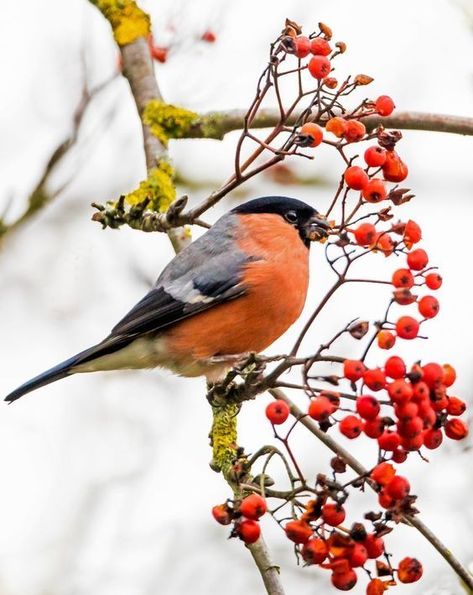 Chaffinch, British Birds, Roi Lion, Bullfinch, Finches, Winter Bird, Snow Scenes, Wildlife Conservation, Botanical Drawings