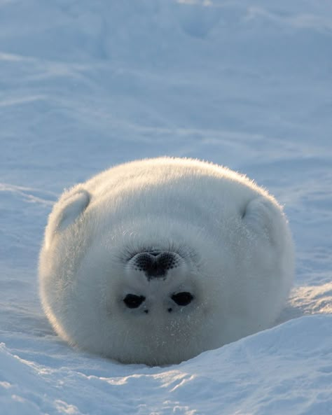 Living In Countryside, Funny Seals, Baby Harp Seal, Harp Seal, Vegan For The Animals, Cute Seals, Arctic Sea, Seal Pup, Sea Ice