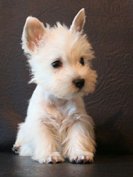 Western Terrier, Rat Terrier Puppies, Hound Dogs, Westie Dog, Westie Puppies, Highlands Terrier, Westie Dogs, White Dog, West Highland Terrier