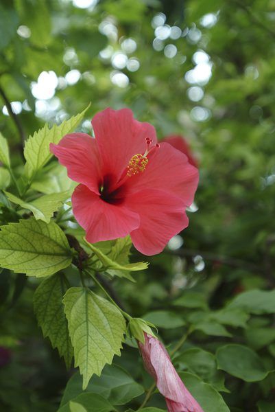 Hibiscus Bush, Growing Hibiscus, Hibiscus Tree, Hibiscus Garden, Hibiscus Leaves, Hibiscus Plant, Day Lilies, Hybrid Tea Roses, Epsom Salt