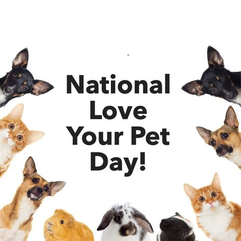 Let's be real. Every day is National Love Your Pet Day. 🐶🐱 Here's to our four-legged family members! How many pets do you share your home with? Tell us below! 👇 #funholiday #holiday #celebrate #celebration #pet #dog #cat National Love Your Pet Day, Love Your Pet Day, Love Your Pet, Pet Day, Be Real, Four Legged, Your Pet, Pet Dog, Love Your