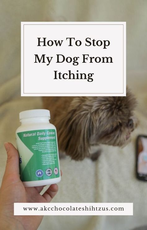 Natural Dog Itching Remedies | Dog Constantly Itching | We found the BEST dog food for itching! If you’re looking for natural dog itching remedies, you are in the right place! Our Shih Tzu, Misto, went from miserable and constantly itching, to her healthiest and happiest yet when we switched her dog food and added a few natural supplements to her diet. Click this pin to discover what helped Misto stop itching, or save this pin for later! Homemade Dog Food For Shitzu, Shih Tzu Homemade Dog Food, Itching Remedies, How To Stop Dogs From Chewing Everything, Shih Tzu Care Tips, Cushings Disease In Dogs, Dog Itching Remedies, Immune System Vitamins, Itchy Dog