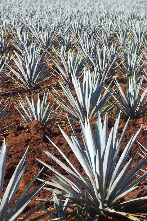 Agave plants. In Tequila, Jalisco, Mexico , #sponsored, #plants, #Agave, #Tequila, #Mexico, #Jalisco #ad Agave Field, Blue Tequila, Tequila Agave, Agave Plants, Mexican Home Decor, Mexican Home, Agave Plant, Agave Syrup, Diy Backyard Landscaping