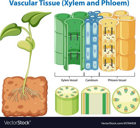 Studying Advice, Xylem And Phloem, Photosynthesis Activities, Tissue Biology, Anaerobic Respiration, Plant Pathology, Biology Classroom, Biology Facts, Plant Tissue