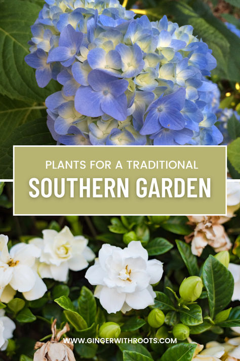 hydrangeas and gardenias blooming in a traditional southern garden South Carolina Backyard, Southern Alabama Gardening, Camellia Garden Design, Southern Yard Landscaping, Southern Living Landscaping Front Yard, Colonial Garden Ideas, Southern Garden Ideas, Southern Living Gardens, Southern Flower Beds