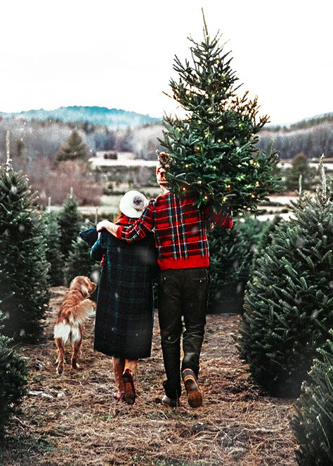 Classy Girls Wear Pearls: A Very Harry Christmas Christmas Couple Photos, Best Friend Christmas Gifts, Christmas Tree Pictures, Merry Christmas Photos, Outdoor Christmas Tree, Real Christmas Tree, Traditional Christmas Tree, Christmas Family Photos, Christmas Photography