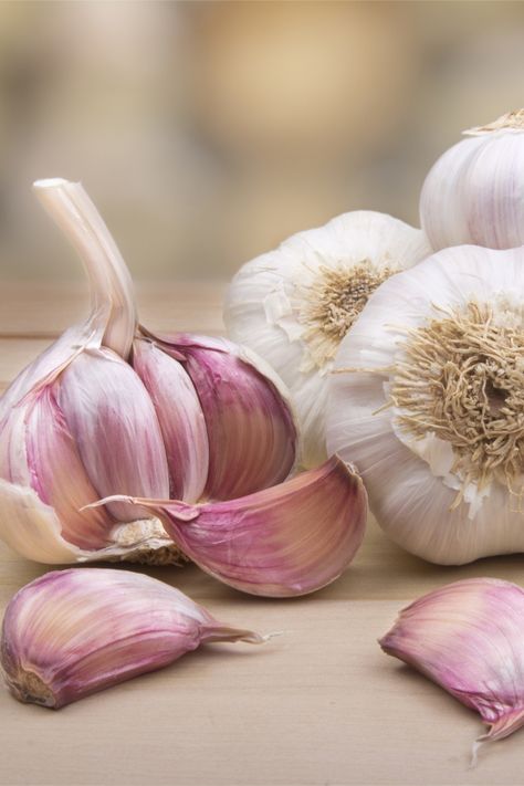 Planting For Beginners, Garlic Planting, How To Plant Garlic, Plant Garlic, Design Garden Ideas, Hardneck Garlic, How To Store Garlic, Vegan Probiotics, Planting Garlic