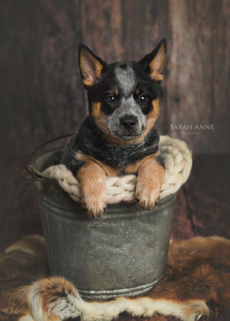 Dog Litter Photoshoot, Props For Dog Photoshoot, Dachshund Puppy Photoshoot Ideas, Dog Adoption Photo Shoot, Cute Puppy Pictures Ideas Photo Shoot, Puppy Photography Ideas, New Puppy Photoshoot, Pup Photoshoot, Puppies Photoshoot