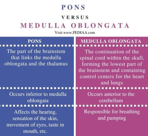 What is the Difference Between Pons and Medulla Oblongata Check more at https://in4arts.com/what-is-the-difference-between-pons-and-medulla-oblongata.html Medulla Oblongata, Heart And Lungs, Spinal Cord, What Is The Difference Between, Neuroscience, Toyota Camry, No Response, Toyota, Skin