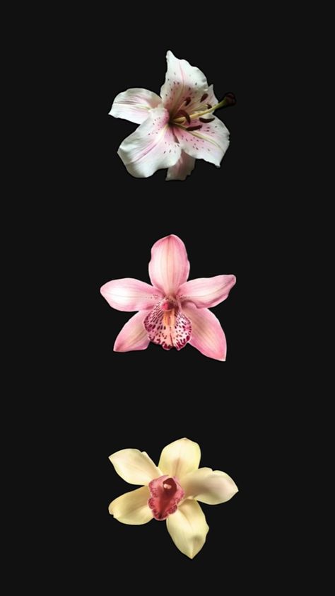 Floral orchid wallpaper Orchid Black Background, Orchid Wallpaper, Black Background, Black Backgrounds, Orchids, Mood Board, Floral, Black