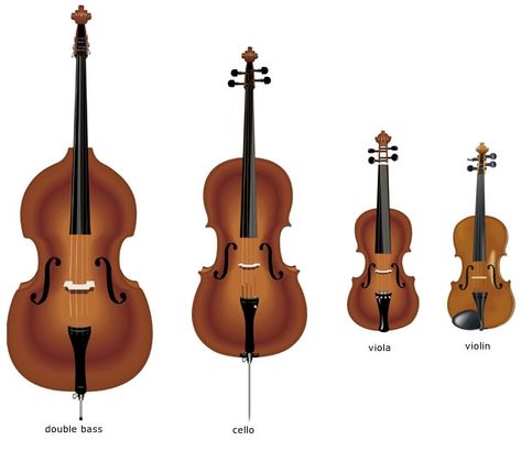 Violin Family, The Violin, Which Is Better, Teaching Music, String Instruments, Orchestra, Violin, To Learn, Music Instruments