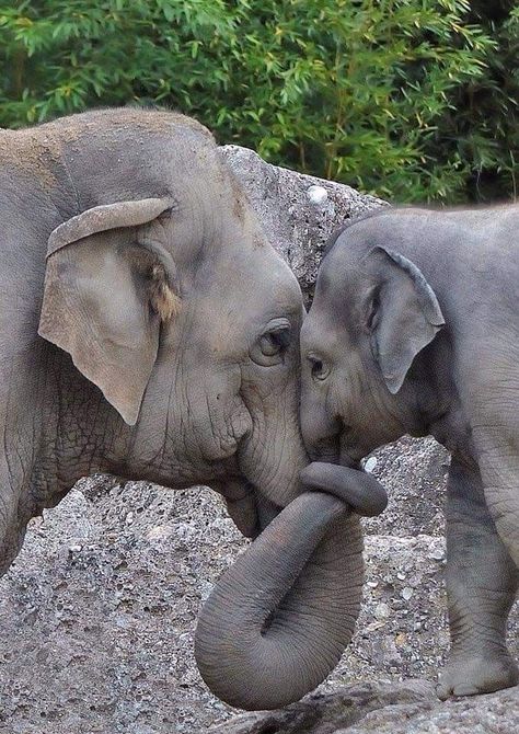 Witch Tea, Mother And Baby Elephant, Green Witch, Mother And Baby, Baby Elephant, Witch, Elephant, Trees, Tea