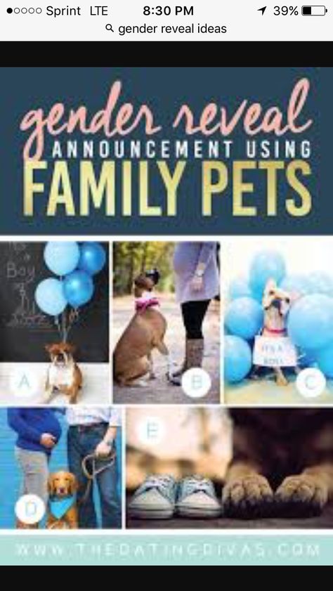 Simple Gender Reveal Ideas With Dogs, Animal Gender Reveal Ideas, Pet Gender Reveal, Gender Reveal Party Games Activities, Gender Reveal Ideas With Dog, Gender Reveal With Dog, Gender Reveal Ideas For Party, Gender Reveal Photography, Photo Bb