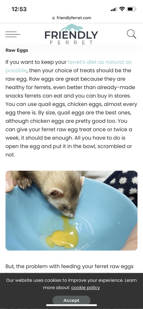 Ferret Essentials, Ferret Tips, Ferret Enclosure, Ferret Diet, Ferret Care, Ferret Stuff, Ferrets Care, Pet Rodents, Ferret Cage