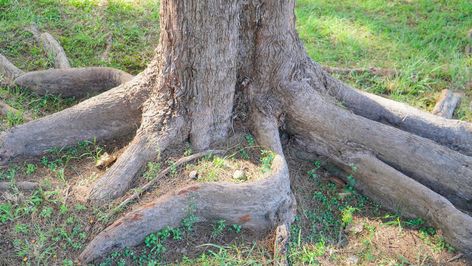 How To Cover Tree Roots In Yard, Plants That Love Shade, Ophiopogon Japonicus, Black Mondo Grass, Hiding Ugly, Grasses Landscaping, Invasive Plants, Large Tree, Ground Cover Plants