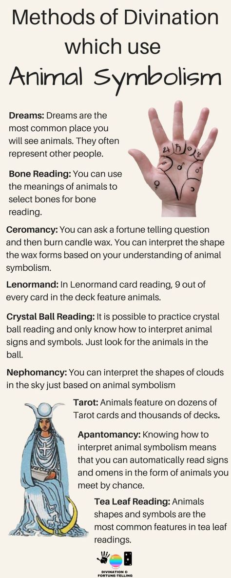 Which tool, forms and method of divination use animal symbolism? What are common animal signs and their meanings in fortune telling, spirituality and psychic development? Learning how to read animals can help if you’re a beginner who is wanting to know how to read Tarot, tea leafs, omens, crystal balls, lenormand, candles, bones, casting, dreams and other types of spiritual and intuitive services. Omens Signs Symbols, Omens Signs, Witchy Practices, Read Tarot, Psychic Empath, Witchy Business, Psychic Development Learning, Learning How To Read, Animal Signs