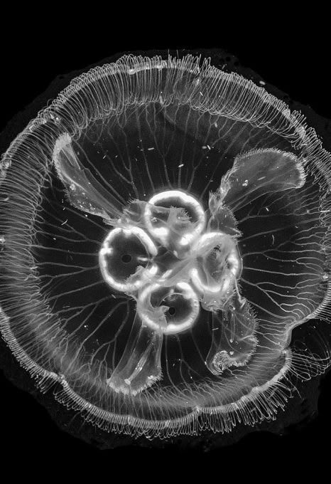 Indonesian black and white underwater photography - Oceanographic - Oceanographic Hengki Koentjoro, Water Temple, Jellyfish Tattoo, Deep Blue Sea, Underwater Photography, Ocean Photography, Underwater World, Semarang, Black And White Photographs