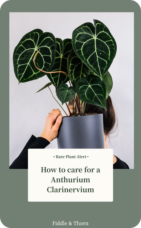 Indoor Plant Care Guide, Anthurium Clarinervium, Anthurium Plant, Indoor Plant Care, Plant Guide, House Plant Care, Plant Mom, Plant Lady, Rare Plants