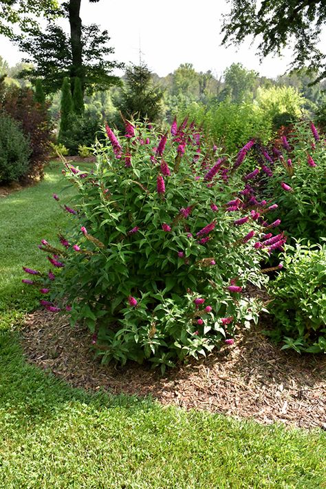 Click to close image; click and drag to move Butterfly Bush Landscaping, Privacy Garden, Flower Species, Flower Trees, Mailbox Landscaping, Bush Garden, Tattoo Plant, Diy Garden Fountains, Garden Shrubs