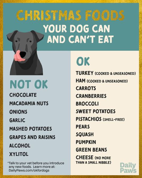 Are All Christmas Foods Bad for Dogs? Here's What Your Pup Can and Can't Eat According to a Veterinary Nutritionist Food Bad For Dogs, Dog Food Add Ins, Dogs Food Recipes, Dog Food Recipes Easy, Foods Bad For Dogs, First Aid For Dogs, Dog Food Recipes Homemade, Human Food For Dogs, Food Recipe Healthy