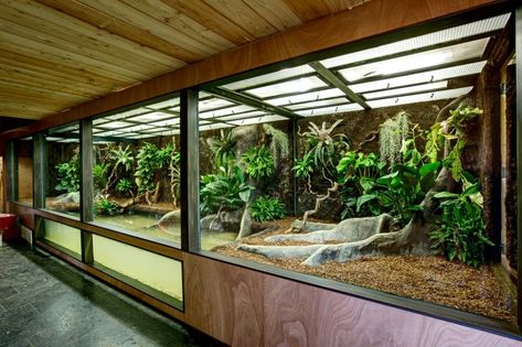 Planet Zoo Reptile House, Reptile House Zoos, Snake Vivarium Ideas, Diy Reptile Enclosure, Planet Zoo Inspiration, Zoo Inspiration, Reptile Zoo, Snake Enclosure, Zoo Project