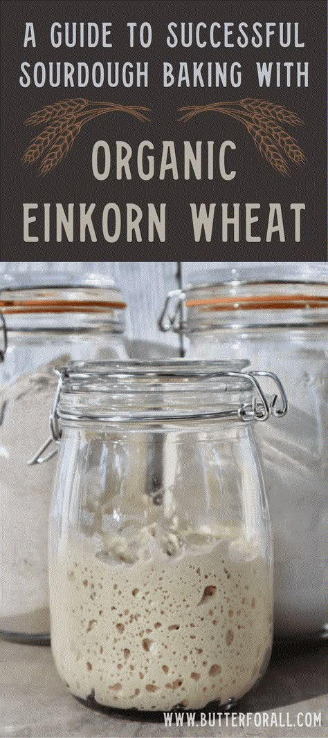 If you are starting a journey into the delicious world of organic einkorn sourdough then you need to make this guide your first stop! Learn a little about the history of einkorn wheat, what makes it special, its incredible nutritional profile, how to use it in sourdough starters, and how to make sourdough baked goods successfully with this amazing ancient grain. #einkorn #guide #organic #sourdough #ancientgrain #realfood #fermentation Einkorn Sourdough Crackers, Kamut Sourdough Starter, Einkorn Discard Recipes, Sourdough With Fresh Milled Flour, Einkorn Sourdough Discard Recipes, Einkorn Pie Crust, Ancient Grain Bread Recipe, Sourdough Einkorn, Metabolic Eating