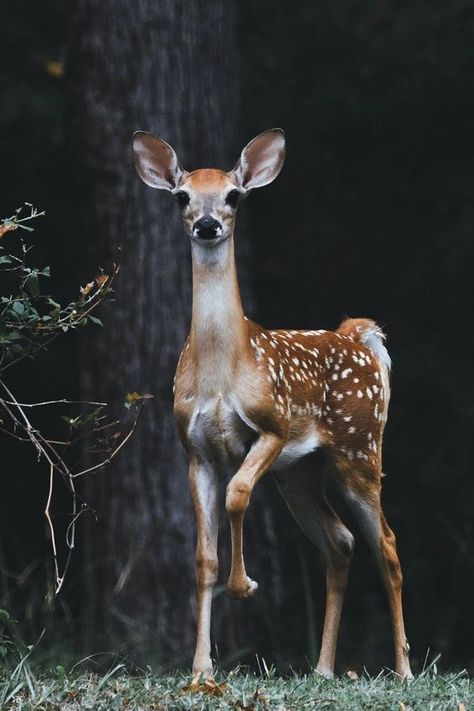 Amazing Poetry, Deer Photography, Animal Photography Wildlife, North American Animals, North American Wildlife, Wild Photography, Deer Pictures, Slaap Lekker, Most Beautiful Animals