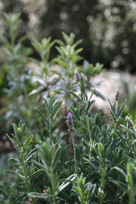 A cultivar of gray French lavender, silvery L. dentata candicans has larger leaves with a silvery cast. Indoor Lavender Plant, Lavender Types, Lavender Leaves, Lavender Herb, Growing Lavender, Companion Plants, Lavender Plant, French Lavender, Perennial Garden