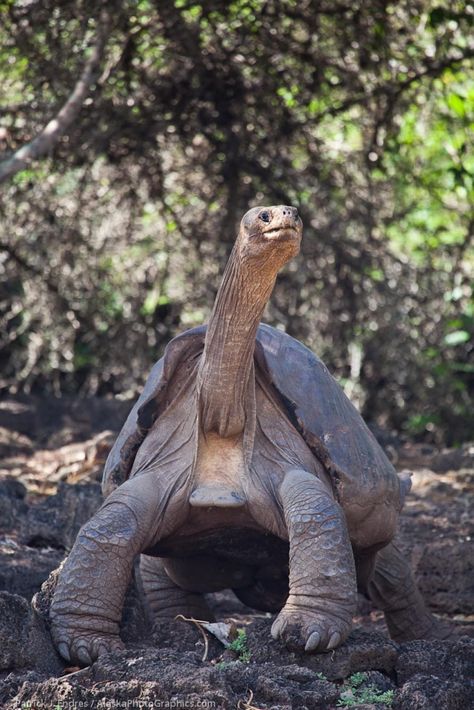 Lonesome George, thought to be the last Pinta Island Tortoise. He died last year. There may be others, though, somewhere in the Galapagos Islands. Wilde Animals, Tortoise Tattoo, Sulcata Tortoise, Galapagos Tortoise, Giant Tortoise, Tortoise Turtle, Turtle Love, Extinct Animals, Rare Animals