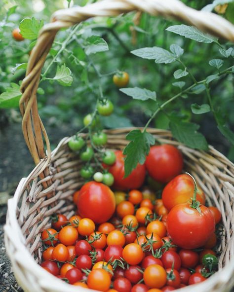 Home grown tomatoes. Gardening Tomatoes, Tomato Growing, Grow Tomatoes, Organic Tomatoes, English Cottage Garden, Tomato Garden, Bountiful Harvest, Green Tomatoes, Organic Garden