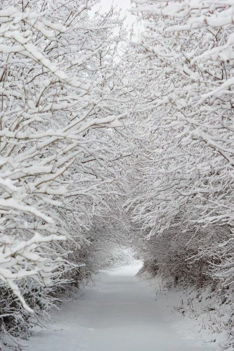 This Snow Tunnel in Wales would be the perfect way to arrive via sled for your winter wedding (hoping Mother Nature does her job)! Era Victoria, I Love Snow, Winter Szenen, Snow Covered Trees, Snowy Trees, Winter Love, Winter Magic, Winter Scenery, Winter Beauty