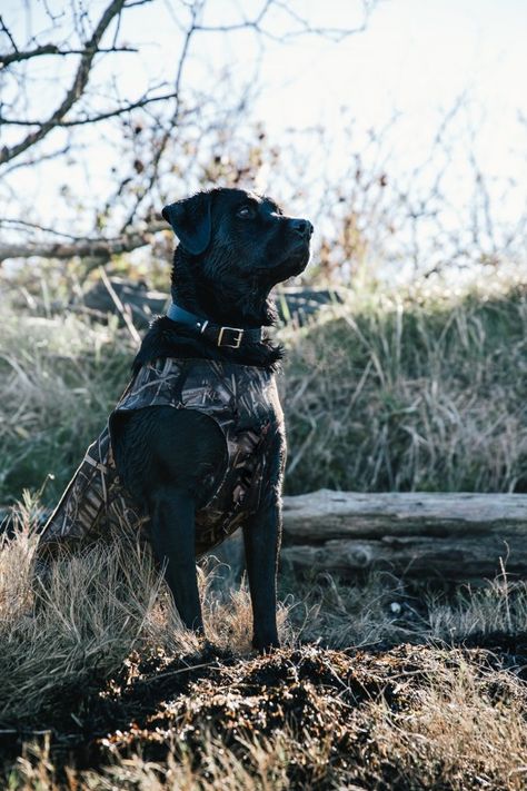 Duck Hunting Dogs, Hunting Wallpaper, Hunting Photography, Waterfowl Hunting, Bird Dogs, Duck Hunting, Water Dog, Large Dog Breeds, Black Labrador