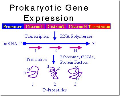 prokaryotic gene expression Micro Biology, Dna Genetics, A Level Biology, Library Of Alexandria, Teaching Biology, Gene Expression, Biology Notes, Pre Med, Biochemistry