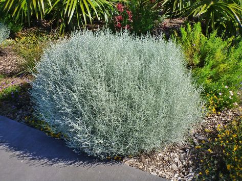 Leucophyta brownii – Cushion Bush | Gardening With Angus Bush Garden, Silver Plant, Australian Native Garden, Australian Plants, Australian Garden, Australian Native Plants, Native Garden, Low Maintenance Plants, Foliage Plants