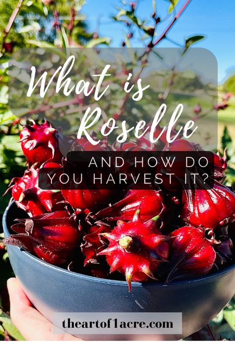 What is Roselle and How Do You Harvest it? / The Art of 1 Acre / Roselle is is a culinary species of the hibiscus family that can be used to make jams and teas. This article goes over how to harvest it. Roselle Jam, Roselle Plant, Roselle Flower, Hibiscus Recipe, Roselle Tea, Hibiscus Flower Tea, Growing Hibiscus, Dried Lemon, Seasonal Drinks