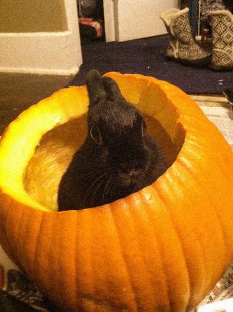 Bunny supervises the pumpkin carving Bunny Pumpkin Carving Ideas, Bunny Pumpkin Carving, Rabbit Things, Pumpkin Bunny, Bunny Pumpkin, Animal Tips, Evil Bunny, Daily Bunny, Bunny Stuff