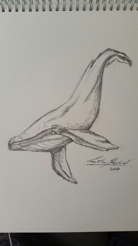 By Jono Shepherd whale   #art #whale #sea #ocean #drawing #sketch #pencil #whale #artist #drawings Sketch Turtle, Fiori Art Deco, Whale Sketch, Whale Drawing, Ocean Drawing, Sea Drawing, Whale Illustration, Turtle Drawing, Animal Drawings Sketches