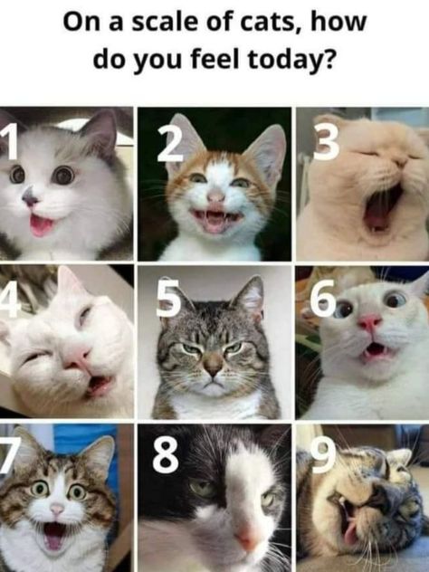 Today Meme, What Meme, Emotion Chart, Social Emotional Activities, Feelings Chart, English Teaching Materials, Social Skills Groups, Funny Feeling, Interactive Posts