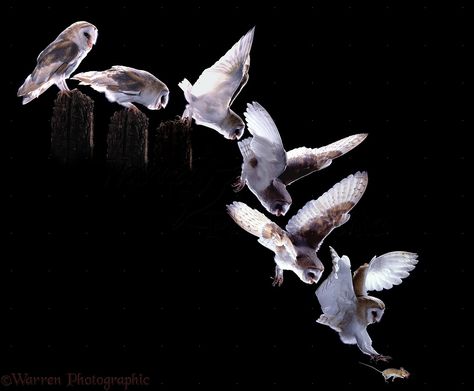 Barn Owl hunting sequence Owl Night Photography, Owls At Night, Owl Hunting, Sequence Photography, Field Mouse, Night Owls, Owl Photos, Snowy Owl, Animation Reference