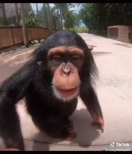 Monkey Gif, Kissy Face, Perfect Face, Heart Gif, Primates, A Kiss, Cute Gif, Animals And Pets, Animated Gif