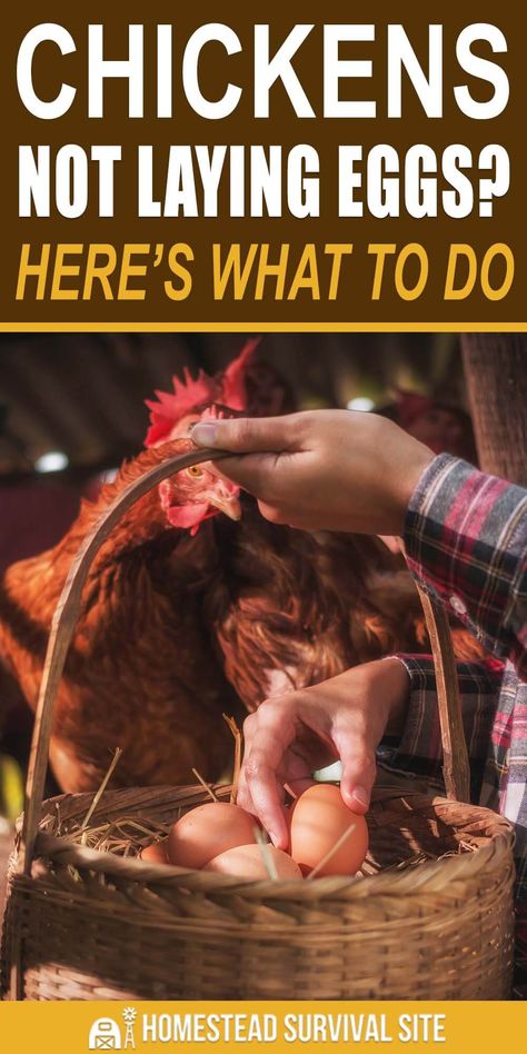 Chickens Not Laying Eggs, Chickens Laying Eggs, Prepper Skills, Yard Chickens, Chicken Nest, Homestead Style, Homestead Animals, Chicken Care, Egg Laying Chickens