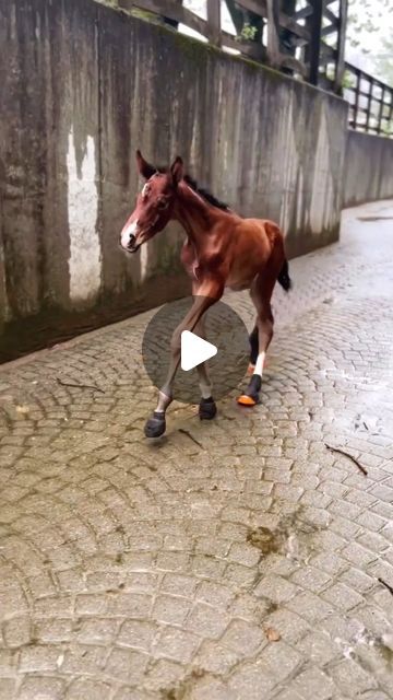 Oceans Where Feet May Fail, Laughing Horse, Pony Videos, Unusual Horse, Funny Horse Videos, Horse Jokes, Rare Dog Breeds, Rare Dogs, Amazing Animal Pictures