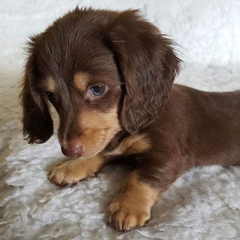 Chocolate Dachshund Puppy, Long Haired Miniature Dachshund Puppies, Chocolate Long Haired Dachshund, Mini Weiner Dog, Miniature Long Haired Dachshund, Miniature Dachshund Puppy, Chocolate Dachshund, Long Haired Miniature Dachshund, Daschund Puppies