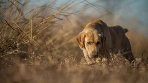 How to Train Your Dog to Blood Trail Deer | MeatEater Wired To Hunt Deer Tracking Dog, Rocky Training, Puppy Games, Backpack Survival, Deer Blinds, Whitetail Hunting, Big Timber, Trail Dog, Western Borders