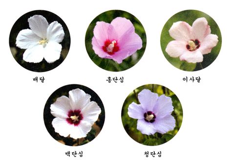 http://blogexperto.com/don_juan_zarlene/2013/08/08/dia-de-mugunghwa-flor-nacional-de-corea-del-sur/ http://dokdo-research.com/fifthrepubliccommems.html The Rose Of Sharon, Hibiscus Syriacus, Matching Tats, 7 Tattoo, Hibiscus Tattoo, Korea Design, National Flower, Everlasting Flowers, Rose Of Sharon