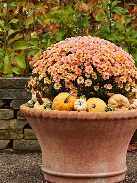 Potted Mums, Caring For Mums, Mums In Pumpkins, Pumpkins And Gourds, Fall Container Gardens, Fall Mums, Fall Containers, Grow Gorgeous, Pumpkin Display